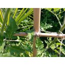 Tonkin Bambusrohr 140cm natur Durch. 1,4 bis 1,6cm als Pflanzstab